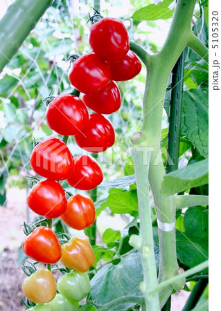 鈴なりのミニトマト「トマトベリー」 5105320