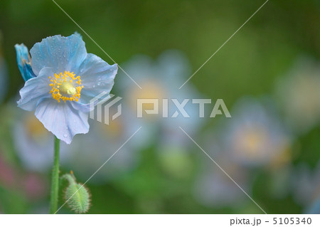 ヒマラヤの青いケシ-箱根湿生花園 ヒマラヤの青いケシ-箱根湿生花園 5105340
