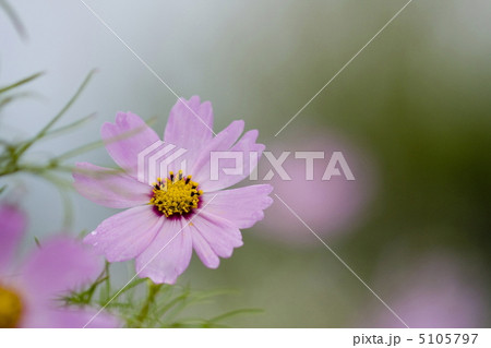 コスモス 5105797