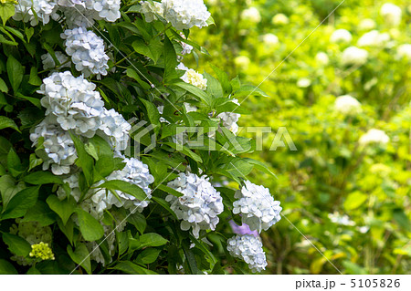 紫陽花 5105826