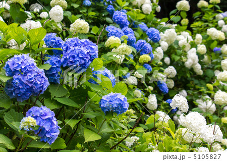 紫陽花 5105827