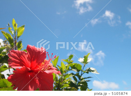ハイビスカスの花 5105874
