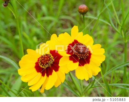 ハルシャギク（春車菊） 5105883