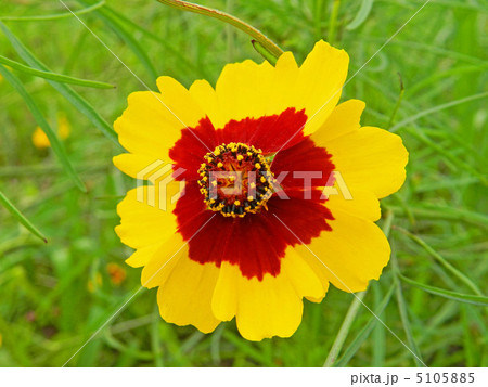 ハルシャギク（春車菊） 5105885