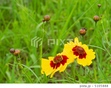 ハルシャギク（春車菊） 5105888