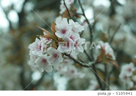 桜の花（二条城･桜の園／京都市中京区） 5105941