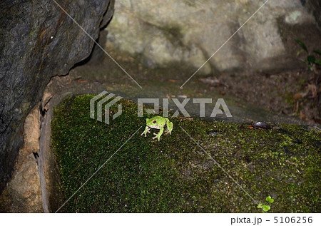 南禅寺のモリアオガエル 5106256