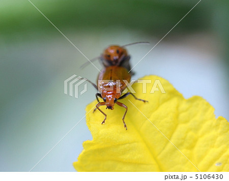 ウリハムシの交尾 5106430