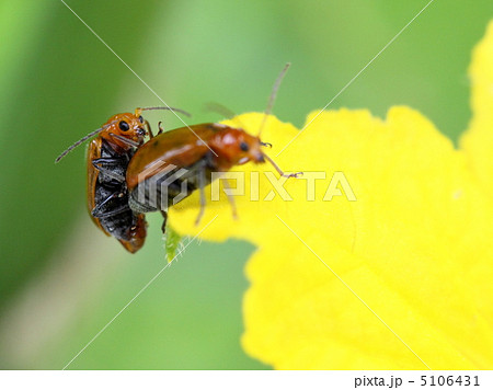 ウリハムシの交尾 5106431