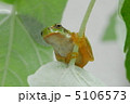 蛙の雨宿り 5106573
