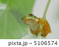 蛙の雨宿り 5106574