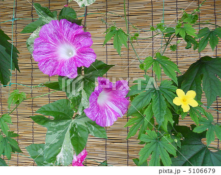 グリーンカーテン 5106679