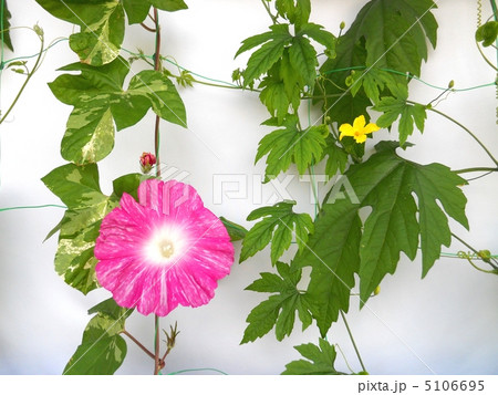 グリーンカーテン 5106695