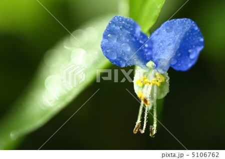 ツユクサ 5106762