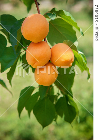 信州千曲市あんずの里の杏の実の写真素材