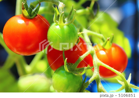プチトマト プチトマト 5106851
