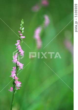 ネジバナ 5106909