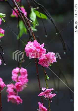 しだれ花もも しだれ花もも 5106969