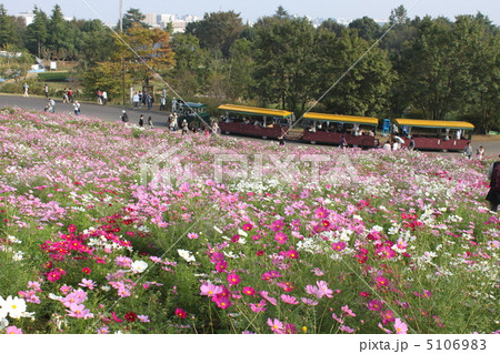 国営昭和記念公園のコスモスとパークトレイン 5106983