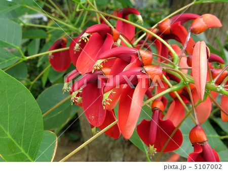 マルバディゴの花 5107002