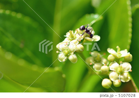 マサキの花とアリ 5107028