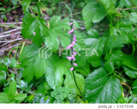 花　ねじばな 5107036