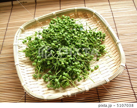 植物 実山椒 植物 実山椒 5107038