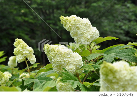 ボリューム満点の花穂カシワバアジサイ（ハーモニー） 5107048
