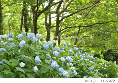 爽やかな姫アジサイ　（ロゼア） 5107072