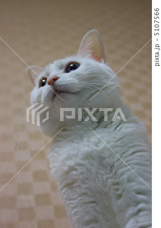 ウチネコ 5107566