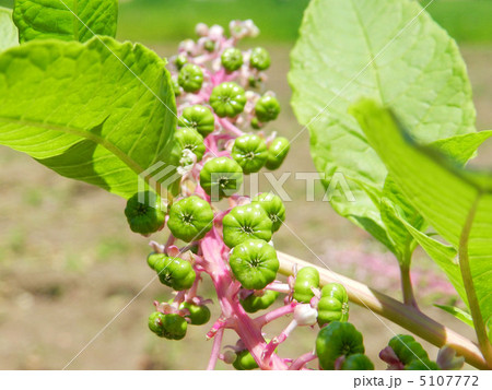 ヨウシュヤマゴボウ 5107772