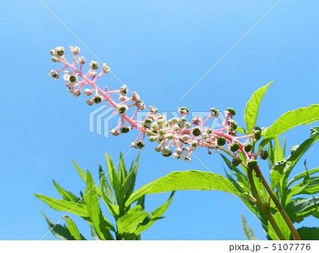 ヨウシュヤマゴボウ 5107776