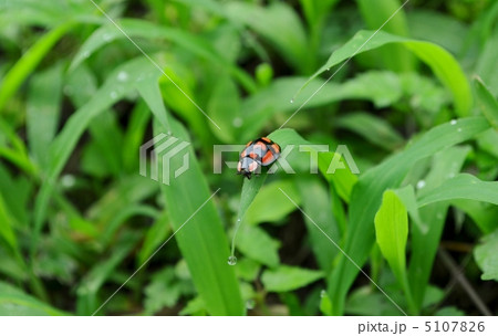 てんとう虫 5107826