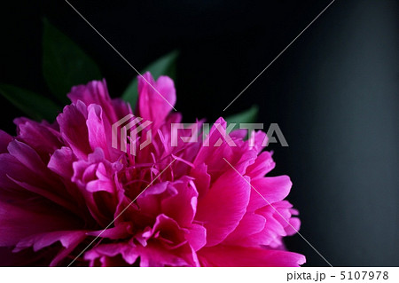 シャクヤク(リチャードカーベル) 5107978