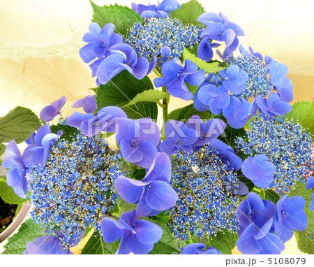 紫陽花 アジサイ アリランブルー 花言葉 高貴 Hydrangeaの写真素材
