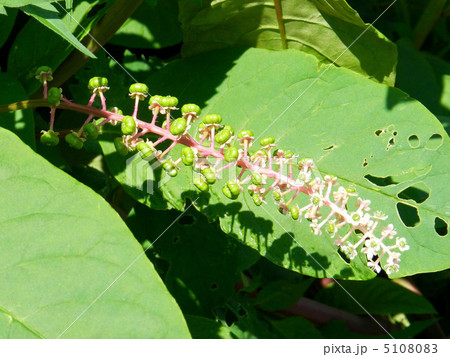 ヨウシュヤマゴボウ 5108083