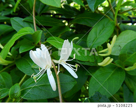 スイカズラ（吸い葛） 5108225