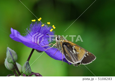 ムラサキツユクサと蝶 ムラサキツユクサと蝶 5108283