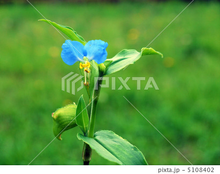 つゆくさ つゆくさ 5108402