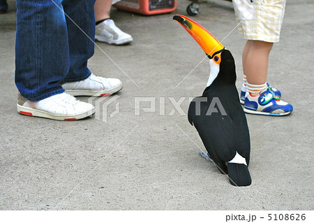 オニオオハシのおねだり オニオオハシのおねだり 5108626