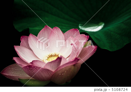 古代蓮と朝露 5108724