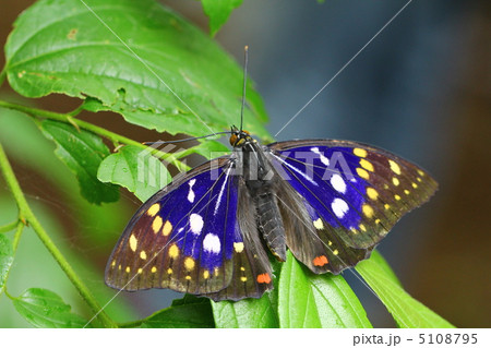 オオムラサキ（1オス・台湾産） オオムラサキ（1オス・台湾産） 山梨のオオムラサキ（7月上旬） : 探蝶