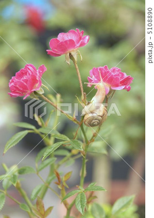 かたつむりとミニバラの花 5108890