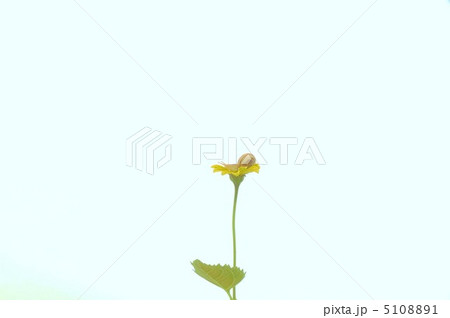 梅雨のかたつむりと姫ひまわりの花 梅雨のかたつむりと姫ひまわりの花 5108891