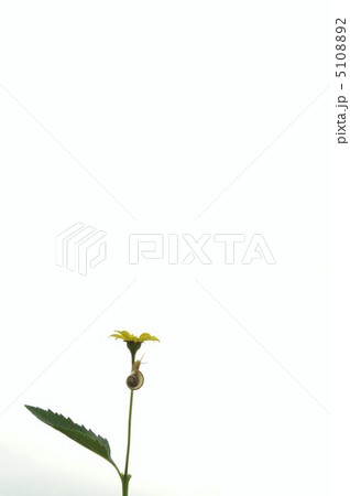 かたつむりと姫ひまわりの花 5108892