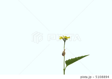かたつむりと姫ひまわりの花 5108894