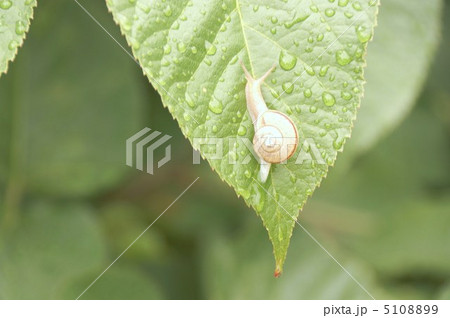 かたつむりと紫陽花の葉 5108899
