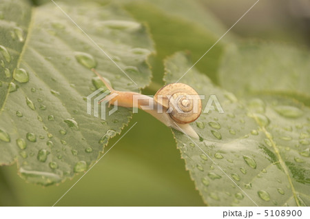 かたつむりと紫陽花の葉 5108900