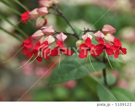 ゲンペイクサギの花 5109122