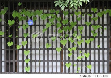 朝顔一輪 5109160